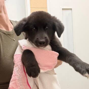 Nicky -  Mixed Breed Dog for Adoption in Brentwood, Missouri - Nicky | PetCurious