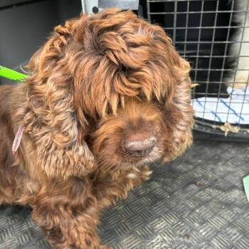 Echo -  Cocker Spaniel Dog for Adoption in Northbrook, Illinois - Echo | PetCurious
