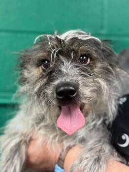 Terrier Dogs Available for Adoption in Blue Springs, Missouri - Roxy | PetCurious