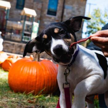 Louise -  Terrier and Mixed Breed Dog for Adoption in Overland Park, Kansas - Louise | PetCurious