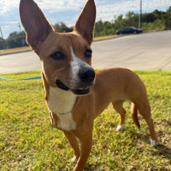 Daisy -  Mixed Breed Dog for Adoption in Portland, Oregon - Daisy | PetCurious