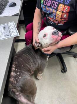 American Staffordshire Terrier Dogs Available for Adoption - Nala | PetCurious