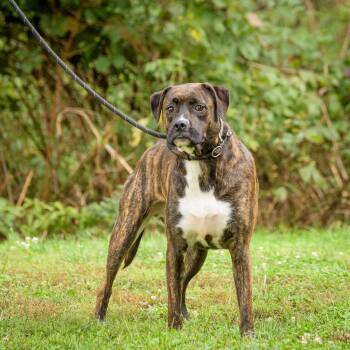 Rescue Hound Dogs for Adoption in Lambertville, New Jersey - Avery | PetCurious