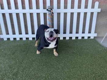 American Bulldog Dogs Available for Adoption in Modesto, California - TITO | PetCurious