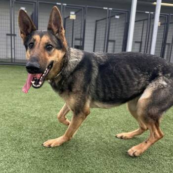German Shepherd Dog Dogs Available for Adoption - GIANNA GS | PetCurious