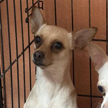 0968-D26 -  Chihuahua Dog for Adoption in Port Charlotte, Florida - 0968-D26 | PetCurious