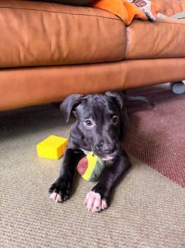 Hocus -  Labrador Retriever and Terrier Dog for Adoption in Berlin, New Jersey - Hocus | PetCurious