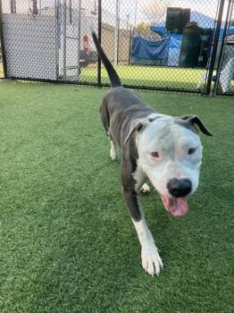 Rescue Mixed Breed Dogs for Adoption in Dallas, Texas - CHANEL | PetCurious