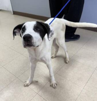 MOLLY -  English Pointer and Mixed Breed Dog for Adoption in Killeen, Texas - MOLLY | PetCurious