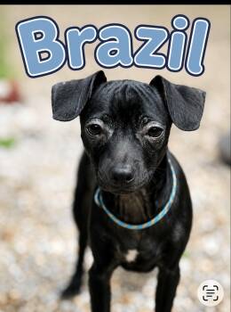 Brazil -  Chihuahua Dog for Adoption in Wadsworth, Ohio - Brazil | PetCurious