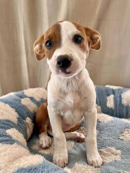 SUNNY -  Terrier Dog for Adoption in Los Angeles, California - SUNNY | PetCurious
