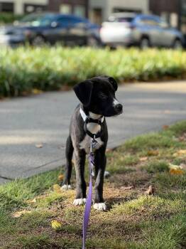 BELLE -  Mixed Breed Dog for Adoption in Holbrook, New York - BELLE | PetCurious