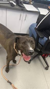 Terrier and Mixed Breed Dogs Available for Adoption in West Chester, Pennsylvania - Aries FKA Zack | PetCurious