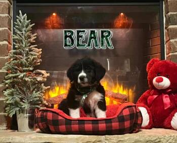 Rescue Wire Fox Terrier and Great Pyrenees Dogs for Adoption in Gillsville, Georgia - Bear (Great Perrier Puppies) | PetCurious