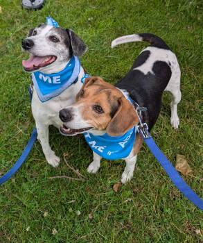 Skeeter & Blue -  Beagle Dog for Adoption in Crete, Illinois - Skeeter & Blue | PetCurious