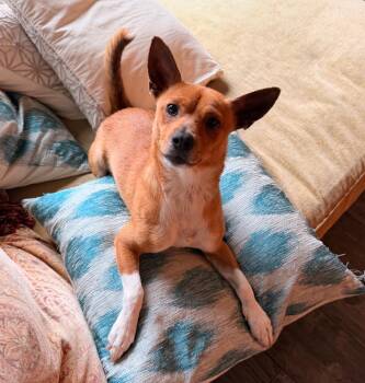 Bodie -  Rat Terrier Dog for Adoption in Bryan, Texas - Bodie | PetCurious