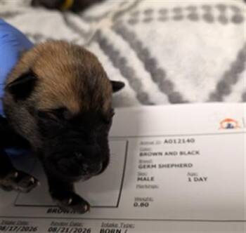 HERSHEY - NEEDS A FOSTER -  German Shepherd Dog Dog for Adoption in Ontario, California - HERSHEY - NEEDS A FOSTER | PetCurious