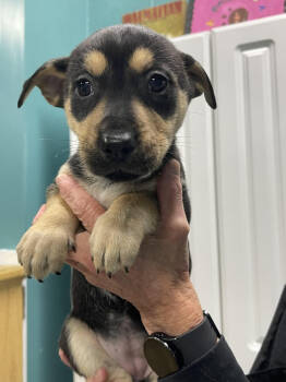 Rescue Mixed Breed Dogs for Adoption in Chattanooga, Tennessee - Desi | PetCurious