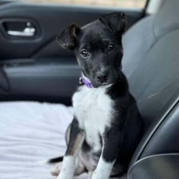 Labrador Retriever and Border Collie Dogs Available for Adoption in Rock Hill, South Carolina - Dahlia | PetCurious