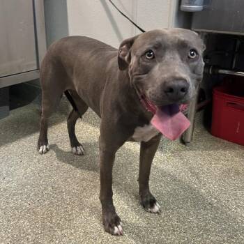 Tori* -  Pit Bull Terrier and Mixed Breed Dog for Adoption in San Gabriel, California - Tori* | PetCurious