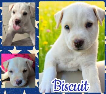 Biscuit -  Labrador Retriever and Pit Bull Terrier Dog for Adoption in Ringwood, New Jersey - Biscuit | PetCurious