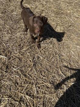 Mixed Breed Dogs Available for Adoption - Bonnie | PetCurious