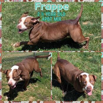 Rescue Pit Bull Terrier Dogs for Adoption in Greenwood, Indiana - Frappe | PetCurious