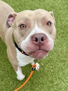 Drako -  Mixed Breed Dog for Adoption in Wichita, Kansas - Drako | PetCurious