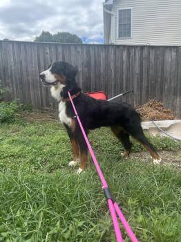 Lilah -  Bernese Mountain Dog Dog for Adoption in Stephens City, Virginia - Lilah | PetCurious