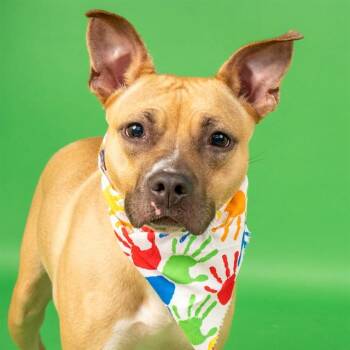 FIREBALL -  Pit Bull Terrier and Mixed Breed Dog for Adoption in St. Louis, Missouri - FIREBALL | PetCurious