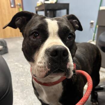 Prada -  Pit Bull Terrier Dog for Adoption in Saint Joseph, Missouri - Prada | PetCurious