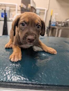 Yoko -  Mixed Breed Dog for Adoption in Mobile, Alabama - Yoko | PetCurious