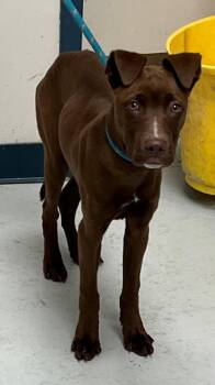 Le`Roy -  Labrador Retriever and Mixed Breed Dog for Adoption in Savannah, Georgia - Le`Roy | PetCurious
