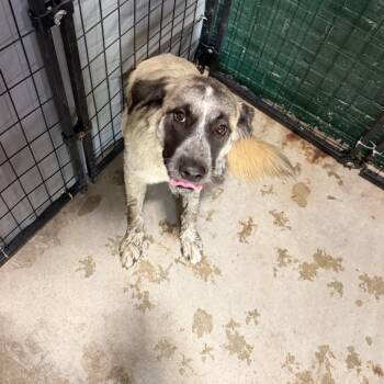 Zella -  Collie Dog for Adoption in Birmingham, Alabama - Zella | PetCurious