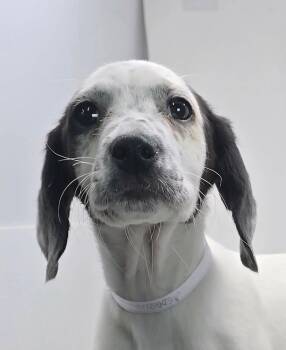 Beagle and Hound Dogs Available for Adoption in New York, New York - Maggie | PetCurious