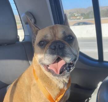 Bowser -  French Bulldog Dog for Adoption in Wildomar, California - Bowser | PetCurious