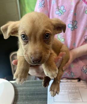 Terrier and Chiweenie Dogs Available for Adoption - Ravioli | PetCurious