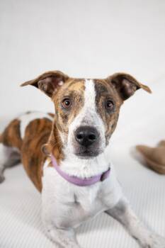 Rescue Basset Hound and Pit Bull Terrier Dogs for Adoption in Franklin, Tennessee - Finnian | PetCurious