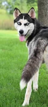 Wally -  Husky Dog for Adoption in Lagrange, Indiana - Wally | PetCurious