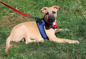Rescue Hound Dogs for Adoption in Harrison, New York - Kiera | PetCurious
