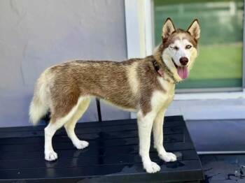 Rescue Siberian Husky Dogs for Adoption in Casselberry, Florida - Jasmine | PetCurious