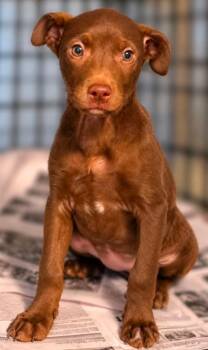 Lurlene Netherland -  Hound and Jack Russell Terrier Dog for Adoption in El Dorado, Arkansas - Lurlene Netherland | PetCurious