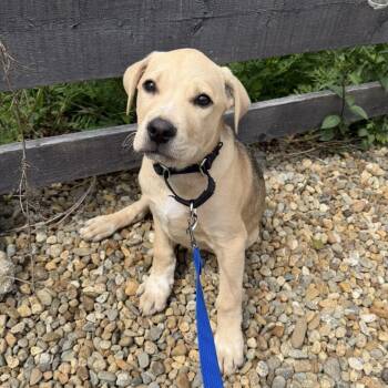 Labrador Retriever and Mixed Breed Dogs Available for Adoption in Pelham, New Hampshire - Cruz | PetCurious