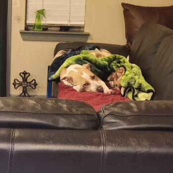 Gema -  Pit Bull Terrier Dog for Adoption in Dallas, Texas - Gema | PetCurious