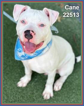 CANE -  Pit Bull Terrier and American Staffordshire Terrier Dog for Adoption in Marietta, Georgia - CANE | PetCurious