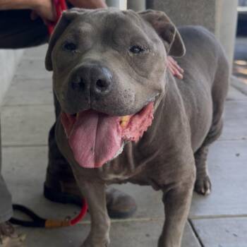 Big Fella -  Staffordshire Bull Terrier Dog for Adoption in San Diego, California - Big Fella | PetCurious