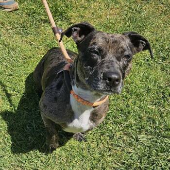 CLARA -  Pit Bull Terrier and Dachshund Dog for Adoption in Camarillo, California - CLARA | PetCurious