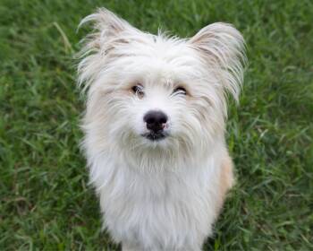 Elliot -  Terrier Dog for Adoption in Winnipeg, Manitoba - Elliot | PetCurious