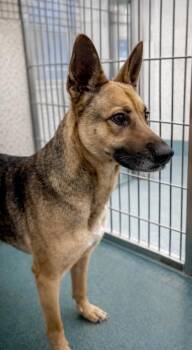 German Shepherd Dog and Mixed Breed Dogs Available for Adoption - Clover | PetCurious