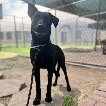 Olive -  Black Labrador Retriever and Mixed Breed Dog for Adoption in Ferndale, Michigan - Olive | PetCurious